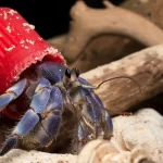 Image depicting hermit crabs using plastic rubbish as shells, illustrating the profound impact of human waste on marine life.